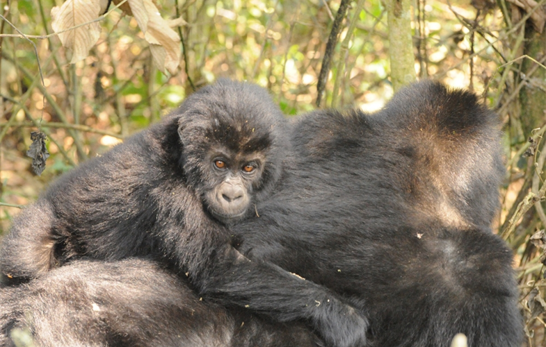 grauer's gorilla with baby CREDIT Andrew Plumptre